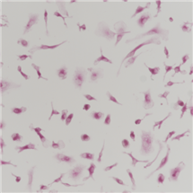 TRAP染色實驗服務(wù)