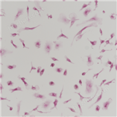 TRAP染色實(shí)驗(yàn)服務(wù)