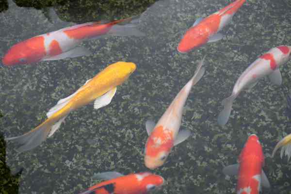 文字實錄 | 解讀《湖北省水產養殖尾水污染物排放標準》新聞發布會