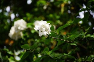 全國(guó)數(shù)據(jù)標(biāo)委會(huì)成立環(huán)境行業(yè)組，生態(tài)環(huán)境部、清華大學(xué)分別擔(dān)任組長(zhǎng)