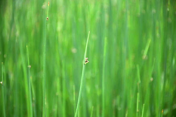 “深入打好凈土保衛(wèi)戰(zhàn) 扎實推進(jìn)美麗鄉(xiāng)村建設(shè)”有關(guān)情況