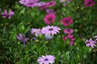 IIGF年报 | 2025中国碳市场年报