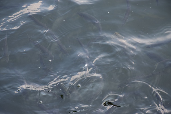 全國首座鴻蒙智慧水廠來了！