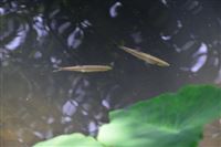 生态环境行政执法案件实录 | 企业意图“精准违法”？零点突袭锁定证据