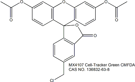 活細(xì)胞示蹤探針（綠色）